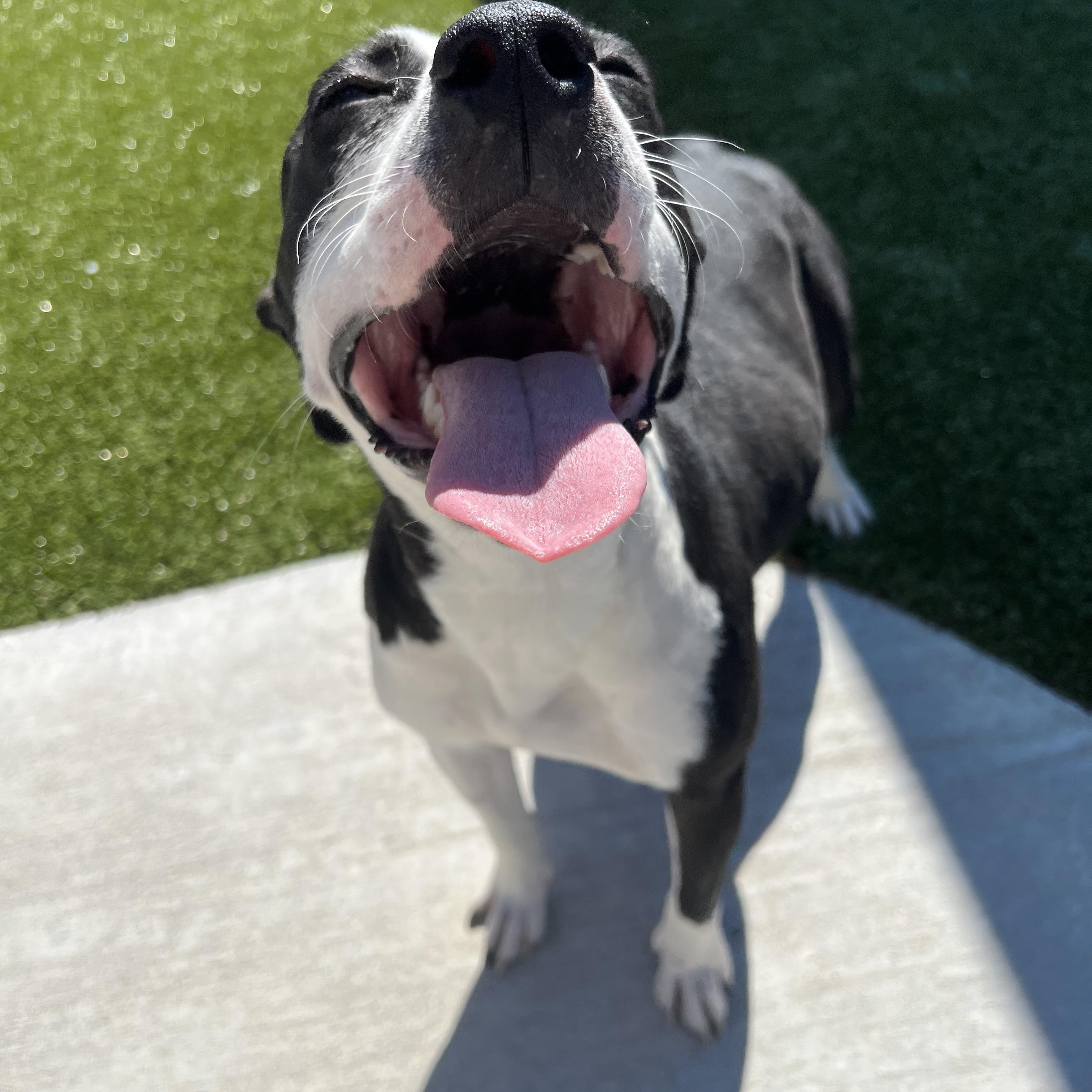 Enlarge Melody, a ADOPTABLE mixed breed in Warr Acres, OK image 3/4