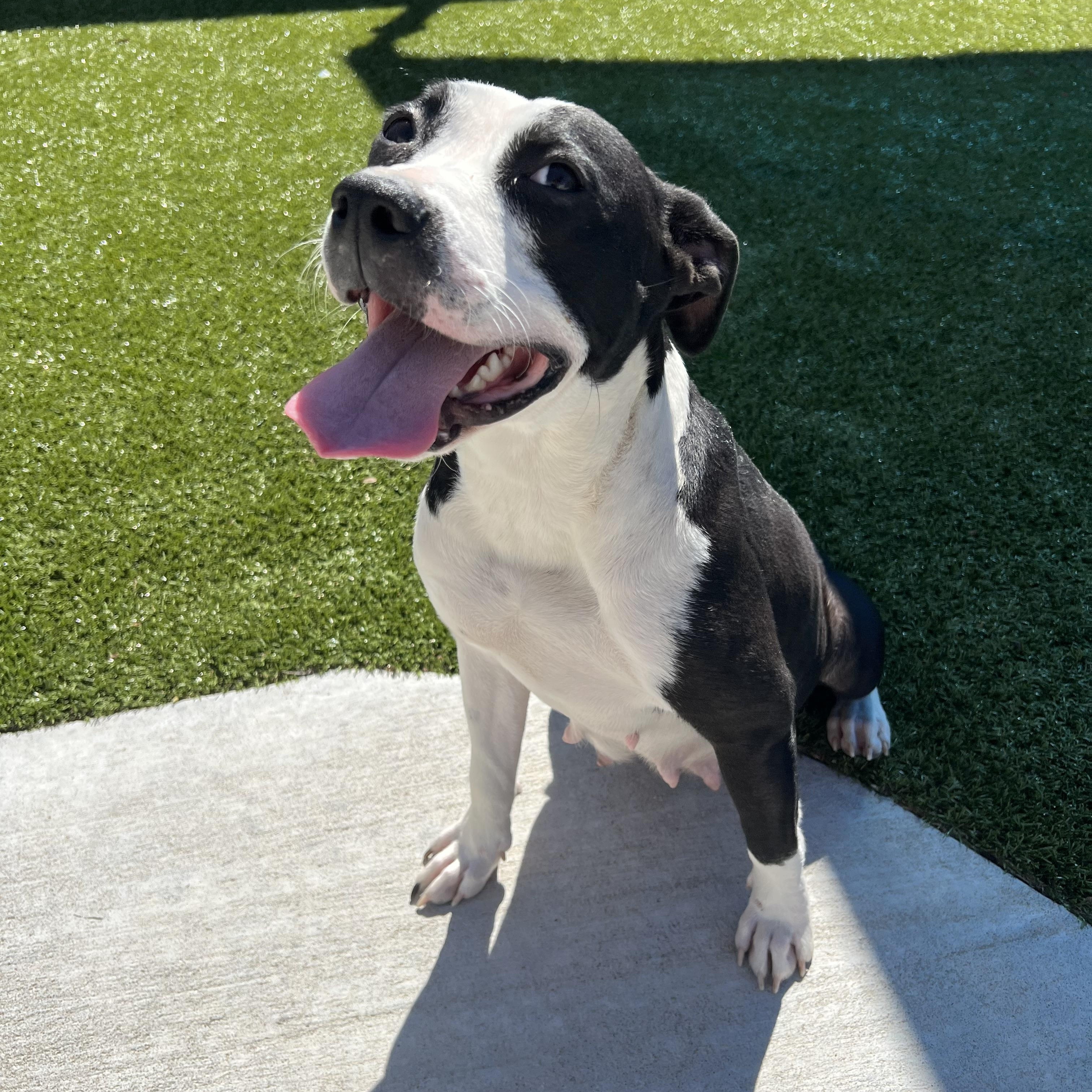 Melody, ADOPTABLE, Young Female American Bully & Pit Bull Terrier.