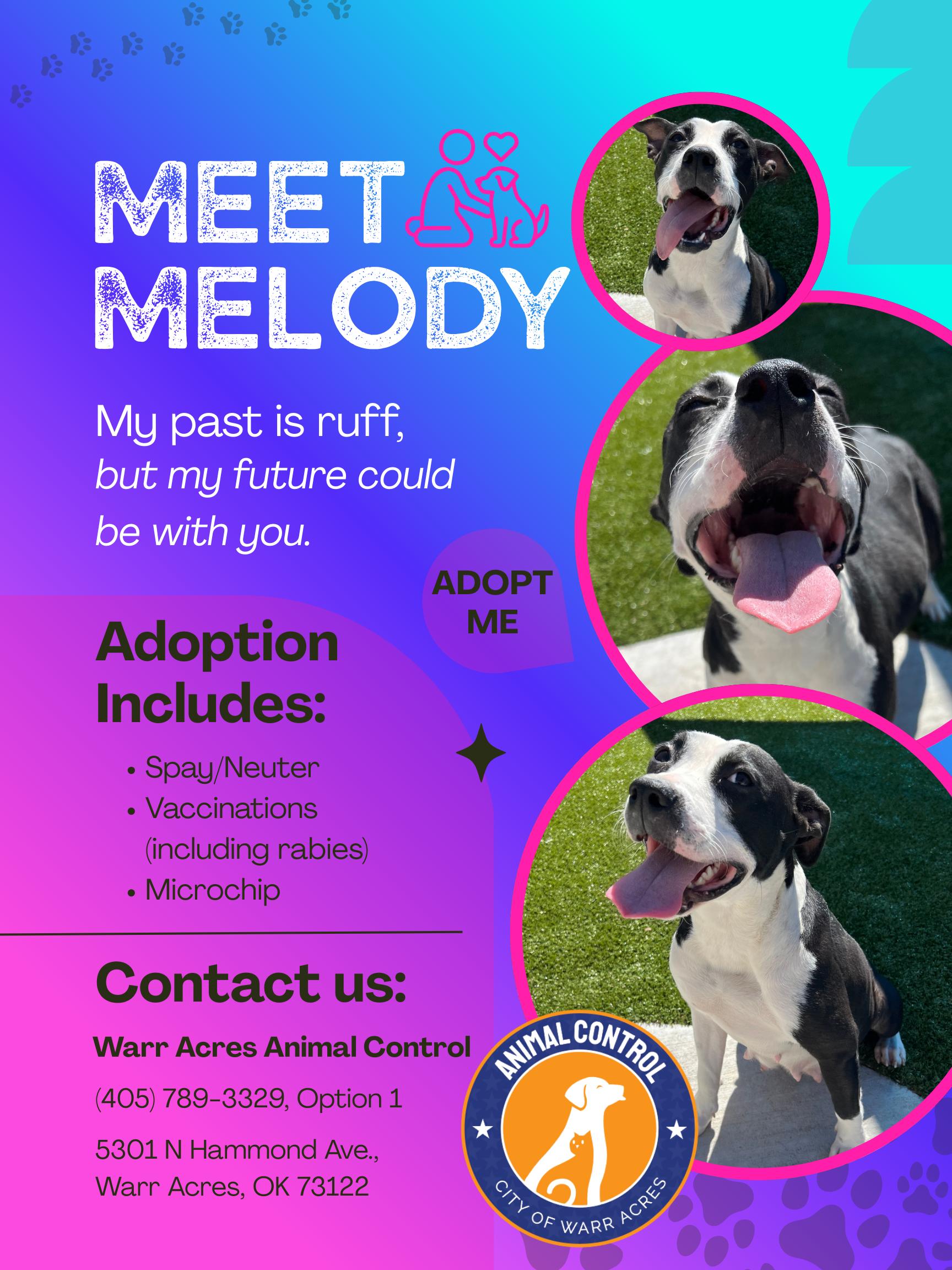 Enlarge Melody, a ADOPTABLE mixed breed in Warr Acres, OK image 4/4
