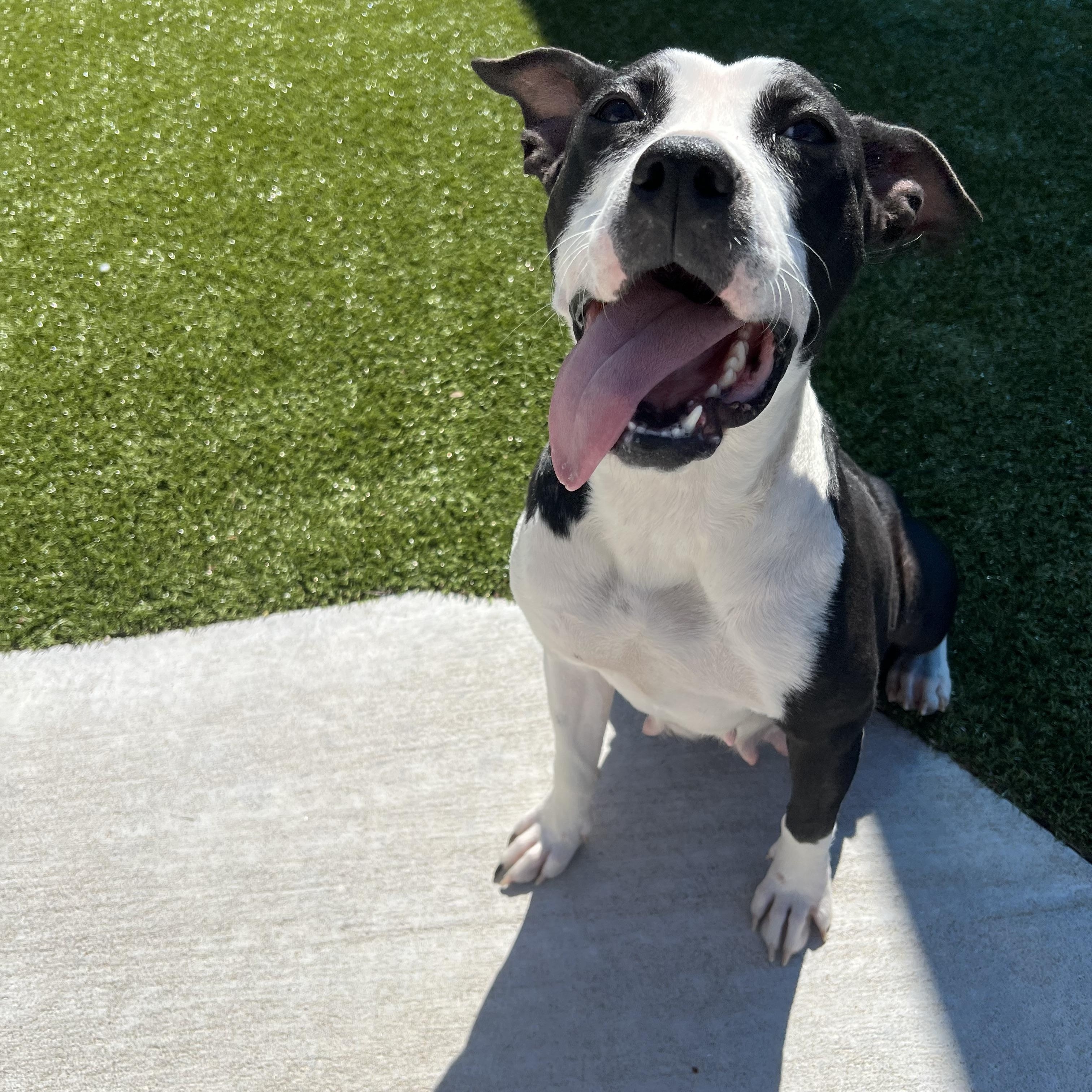 Enlarge Melody, a ADOPTABLE mixed breed in Warr Acres, OK image 2/4