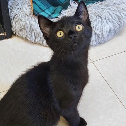 Ezra