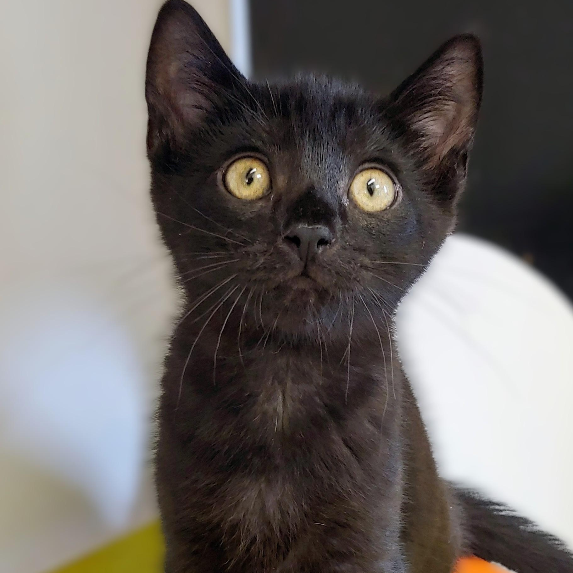 Ezra