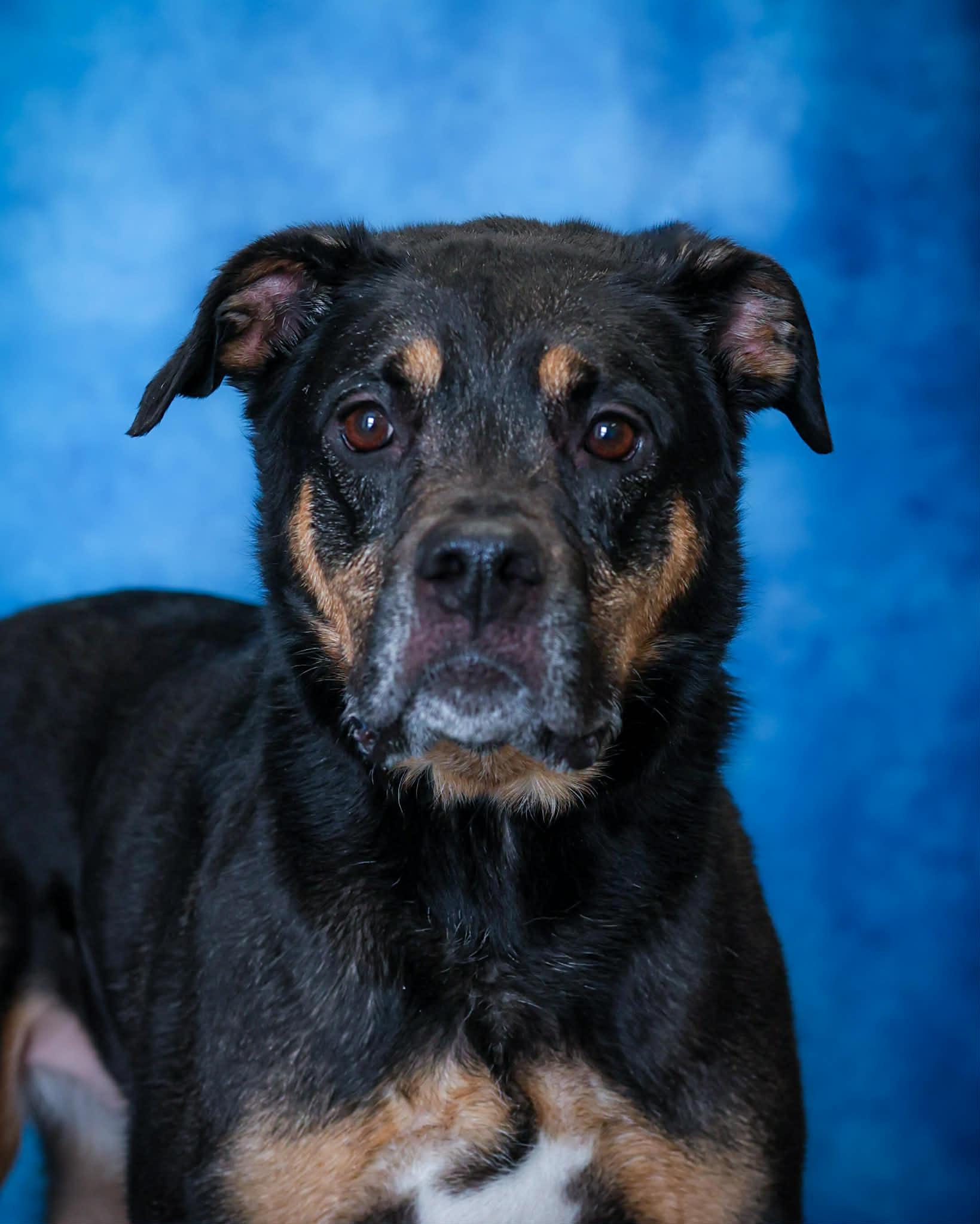 Enlarge HOLLY (0157), a ADOPTABLE mixed breed in Bridgeport, CT image 1/1