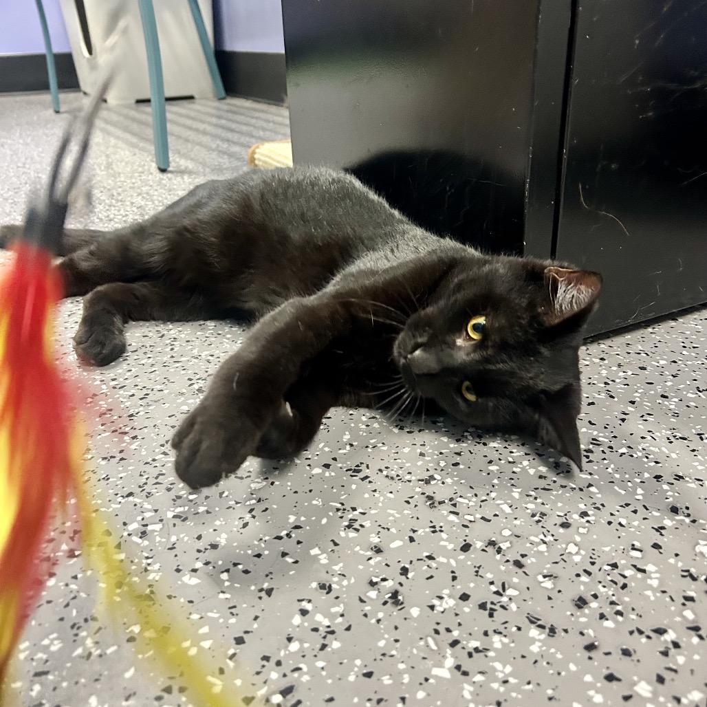 Enlarge Meatball, a Adoptable Domestic Short Hair in Henderson, NV image 1/6