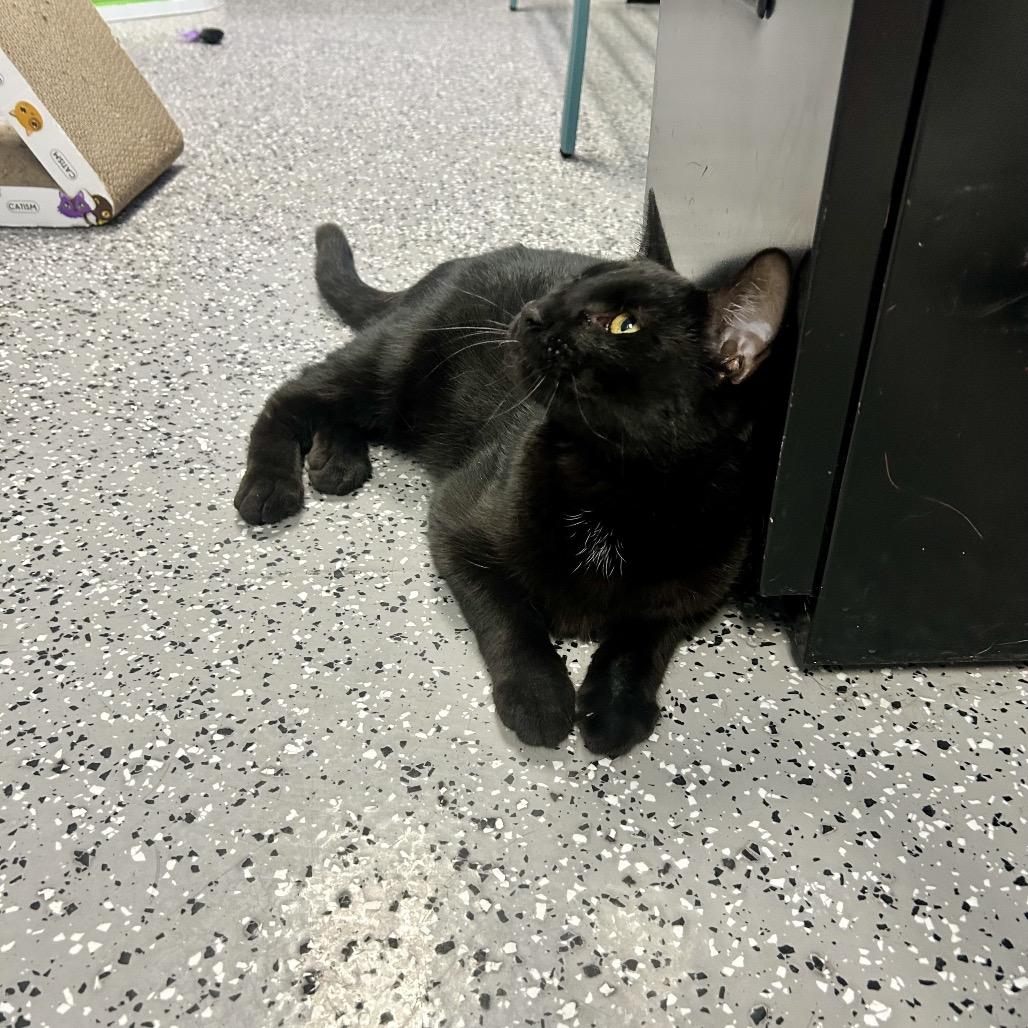 Enlarge Meatball, a Adoptable Domestic Short Hair in Henderson, NV image 2/6