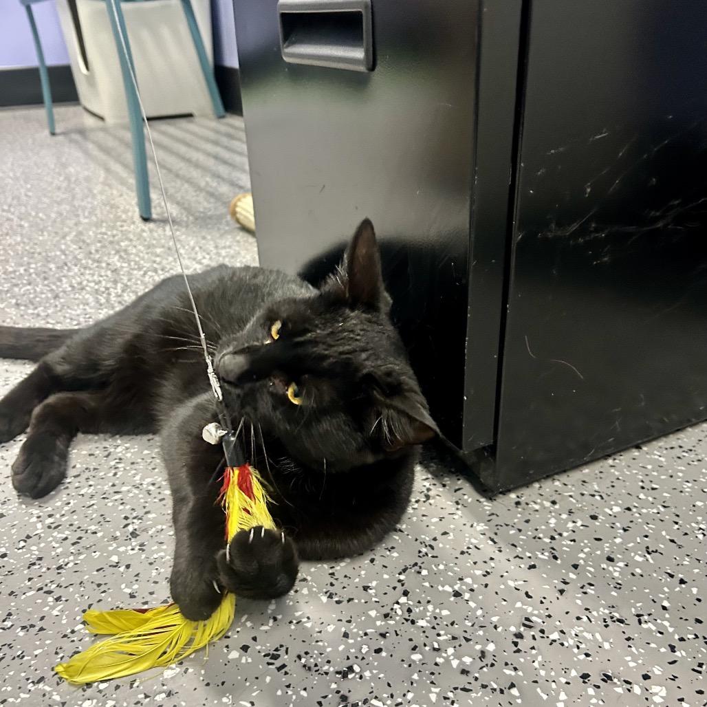 Enlarge Meatball, a Adoptable Domestic Short Hair in Henderson, NV image 3/6