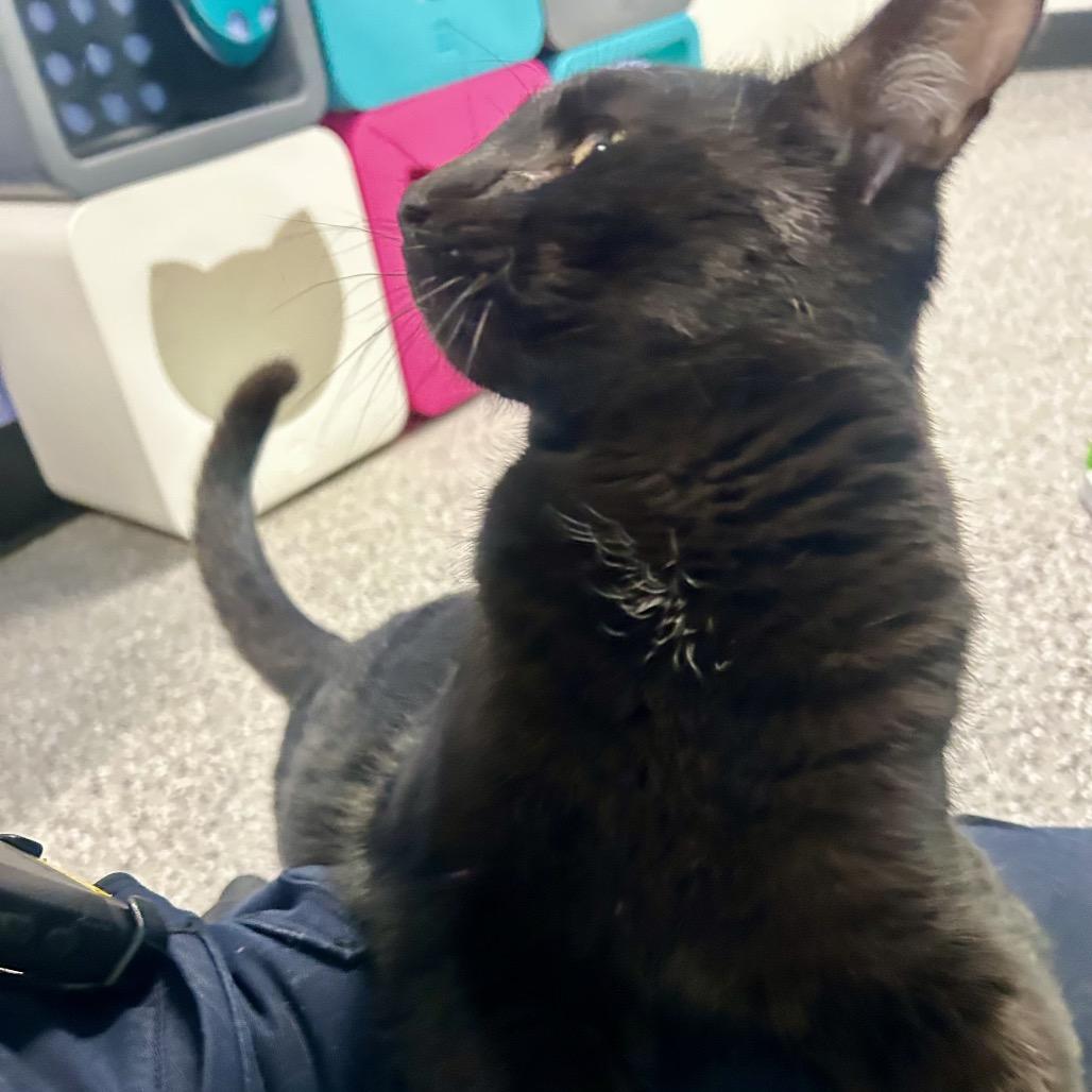 Enlarge Meatball, a Adoptable Domestic Short Hair in Henderson, NV image 4/6