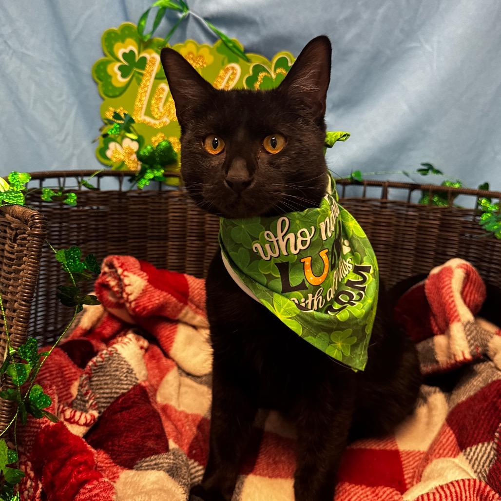 Enlarge Meatball, a Adoptable Domestic Short Hair in Henderson, NV image 5/6