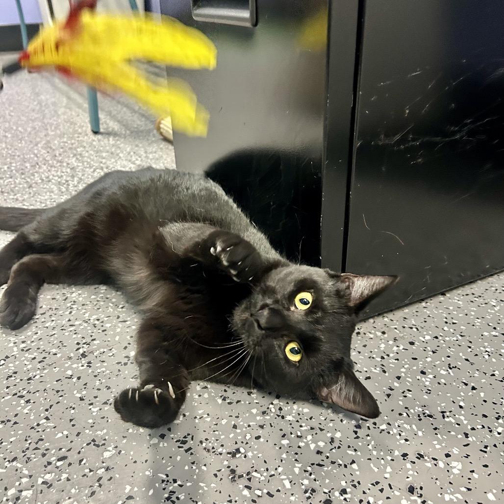 Enlarge Meatball, a Adoptable Domestic Short Hair in Henderson, NV image 6/6