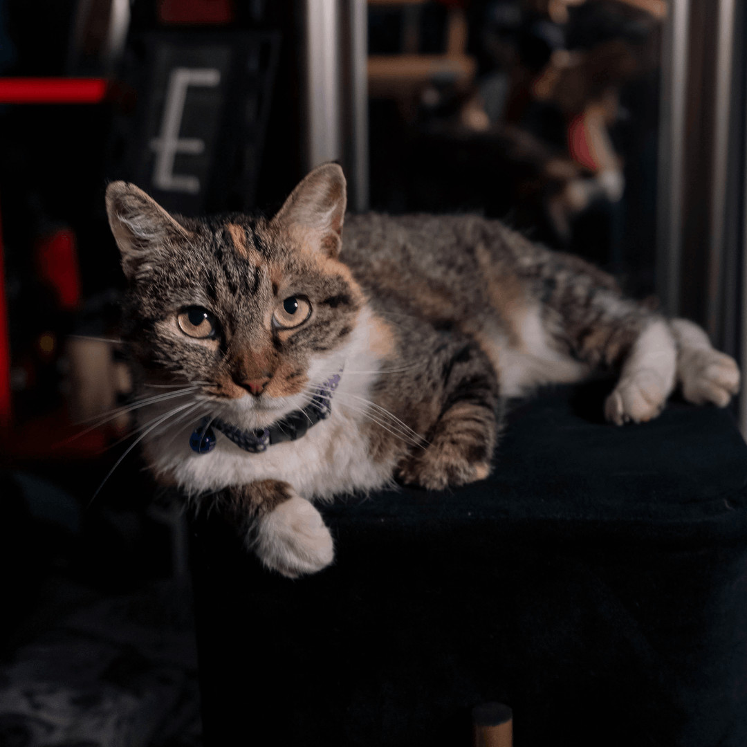 Cleo, Adoptable, Adult Female Calico & Domestic Short Hair.