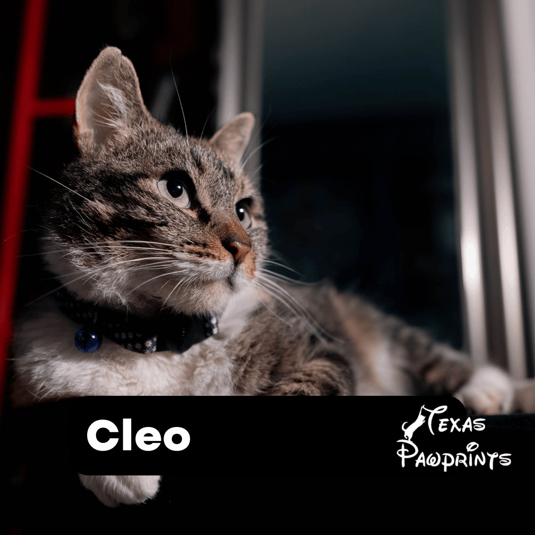 Cleo, a Adoptable mixed breed in Dallas, TX image 2/7