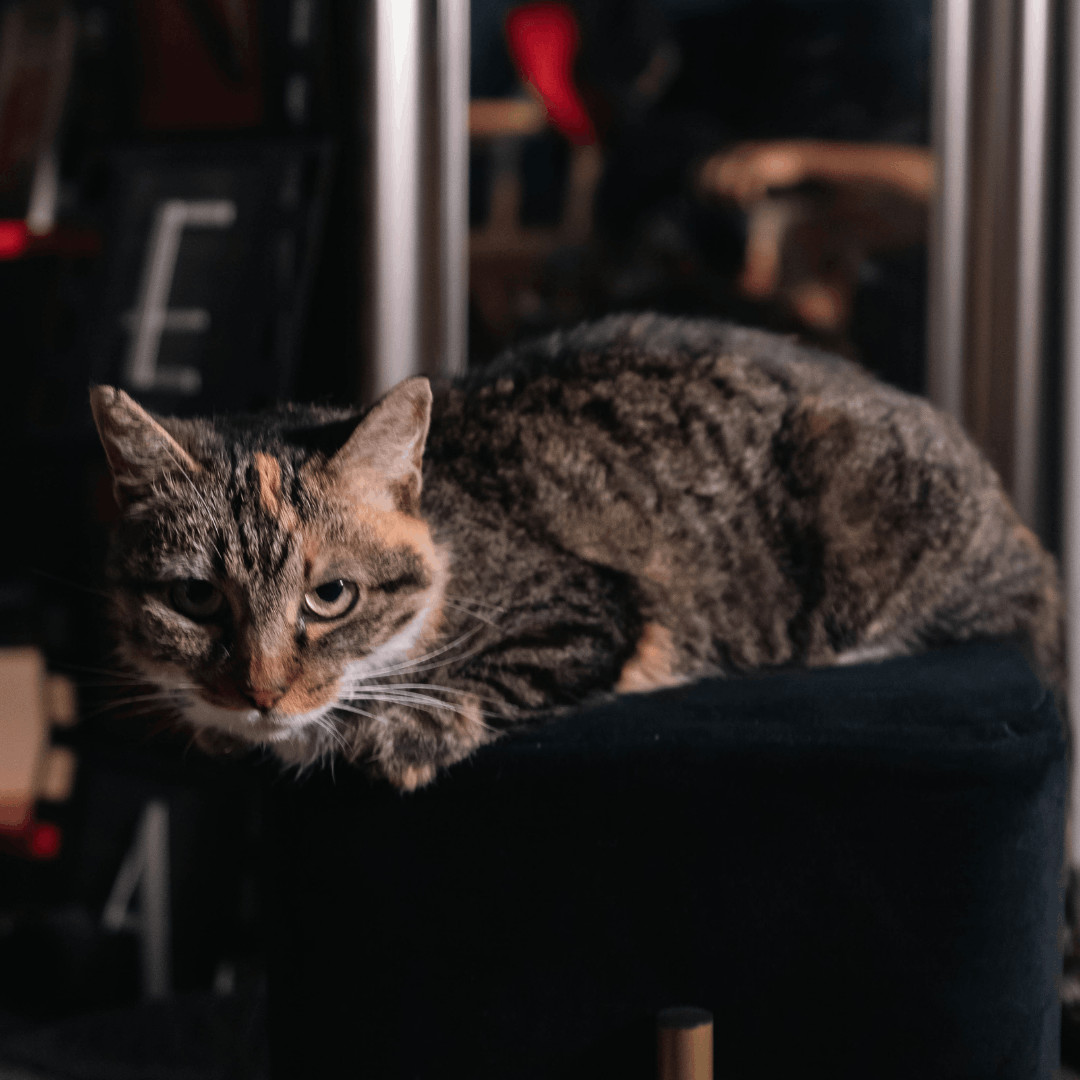 Cleo, Adoptable, Adult Female Calico & Domestic Short Hair.