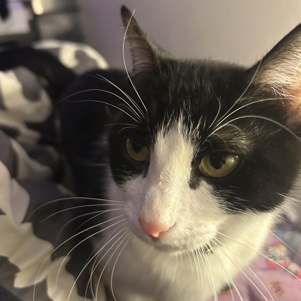 Boo, Adoptable, Adult Female Domestic Short Hair.