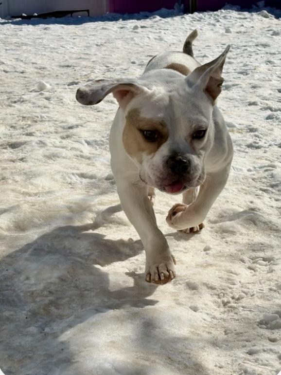 Enlarge Cyclone , an adopted mixed breed in Sag Harbor, NY image 3/6