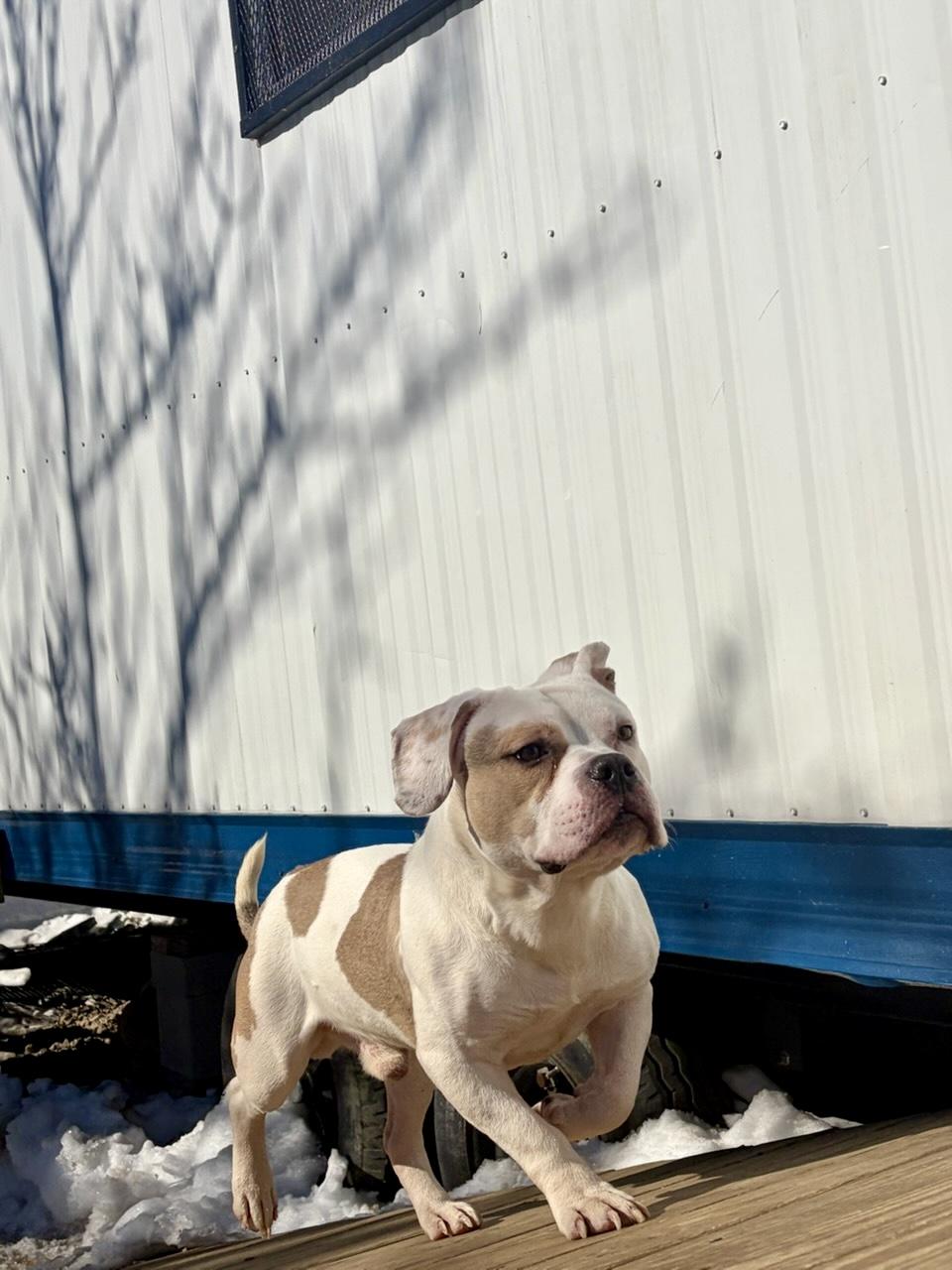Cyclone , adopted, Young Male American Bulldog & American Staffordshire Terrier.