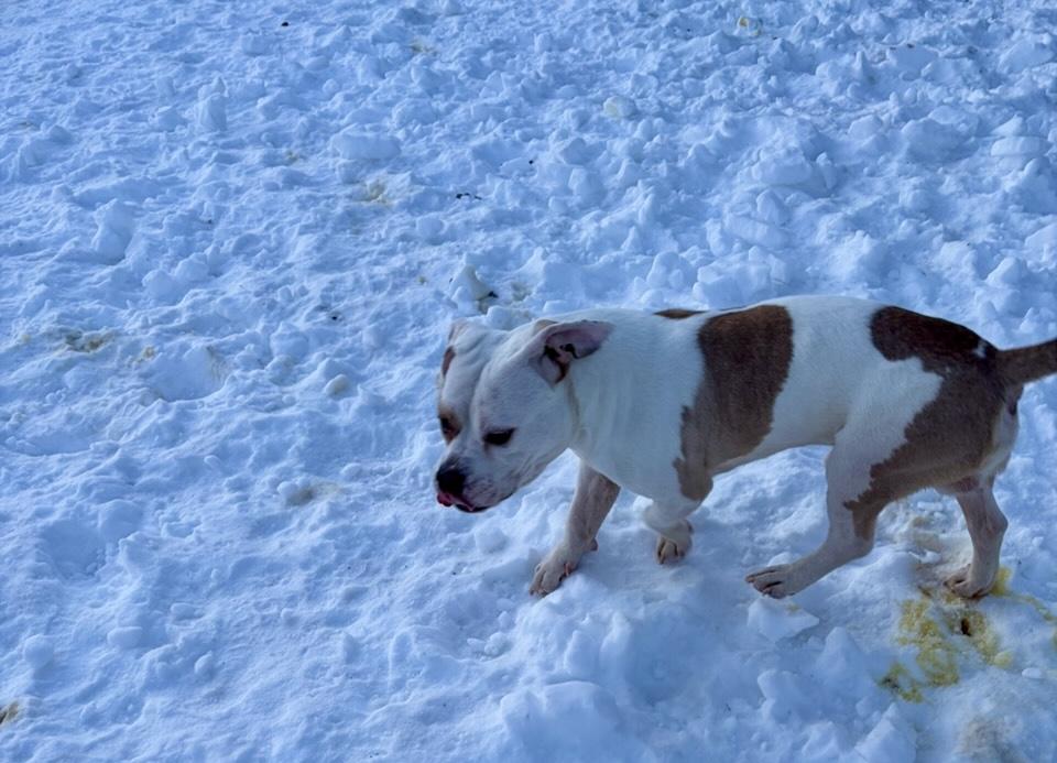Enlarge Cyclone , an adopted mixed breed in Sag Harbor, NY image 5/6