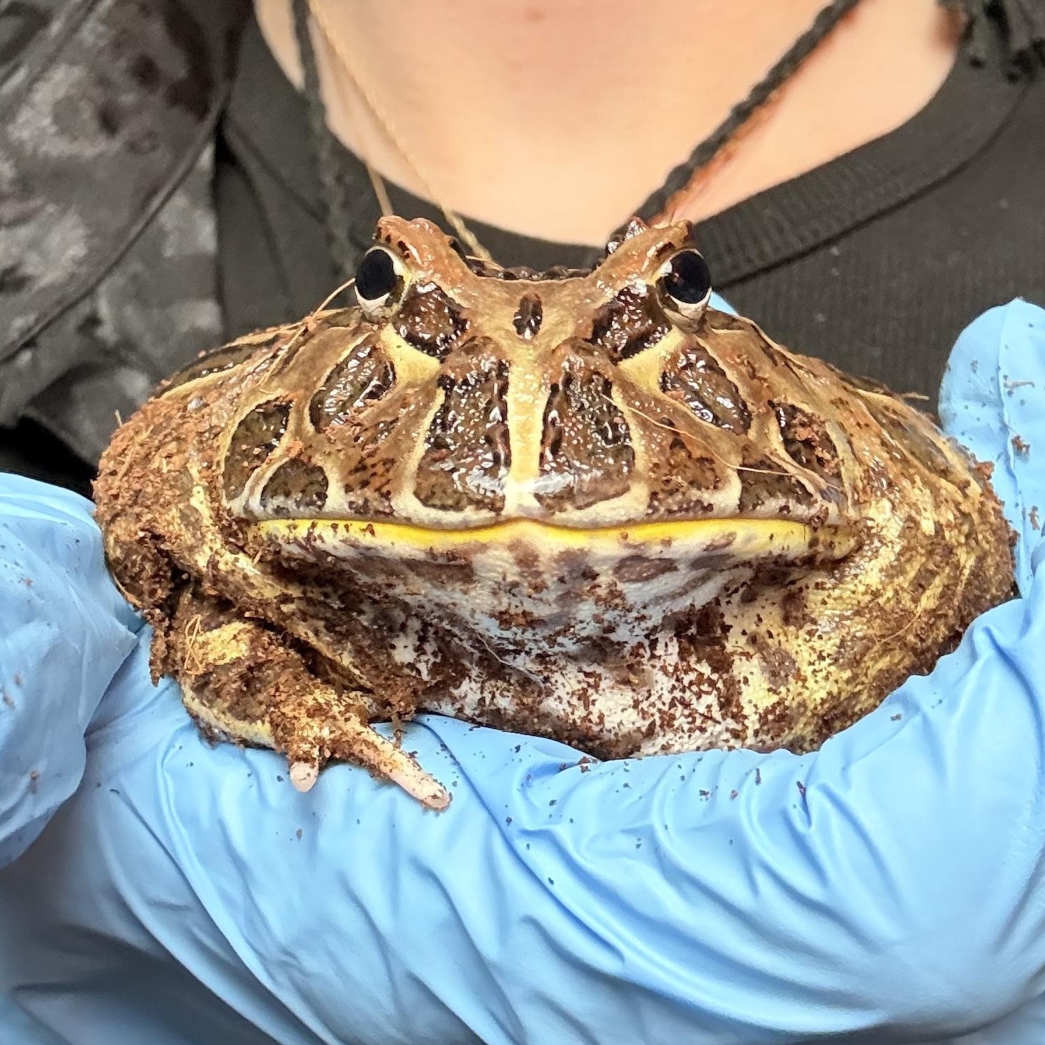 Toby, adopted, Adult Unknown Frog.