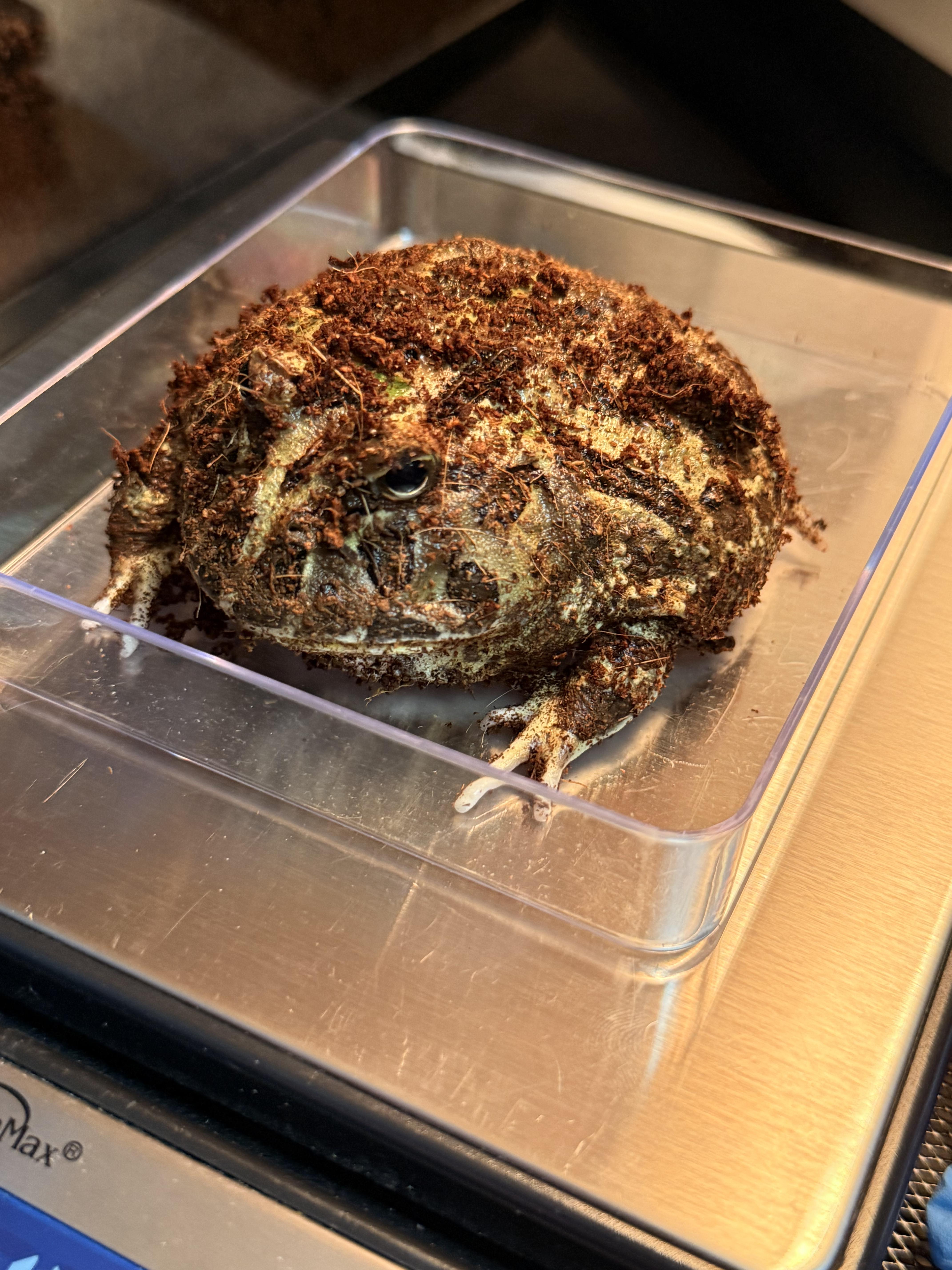 Toby, an adopted Frog in JACKSON, NJ image 4/4