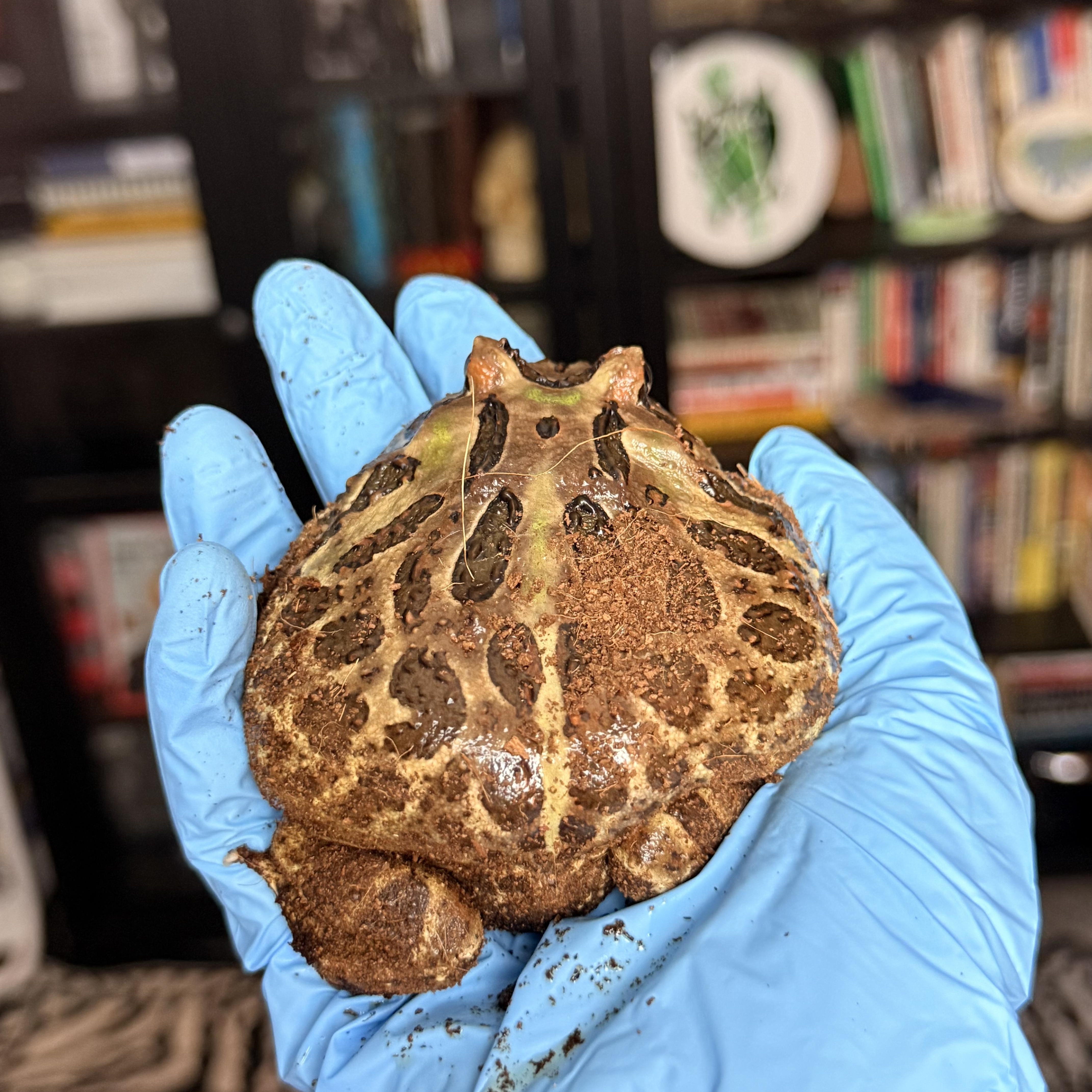 Toby, an adopted Frog in JACKSON, NJ image 2/4