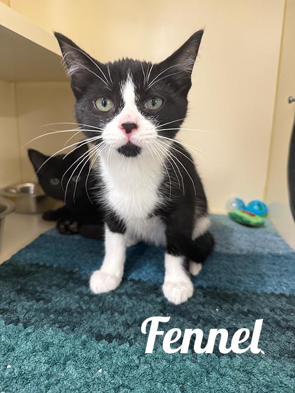 Fennel, Adopted, Kitten Male Domestic Short Hair.