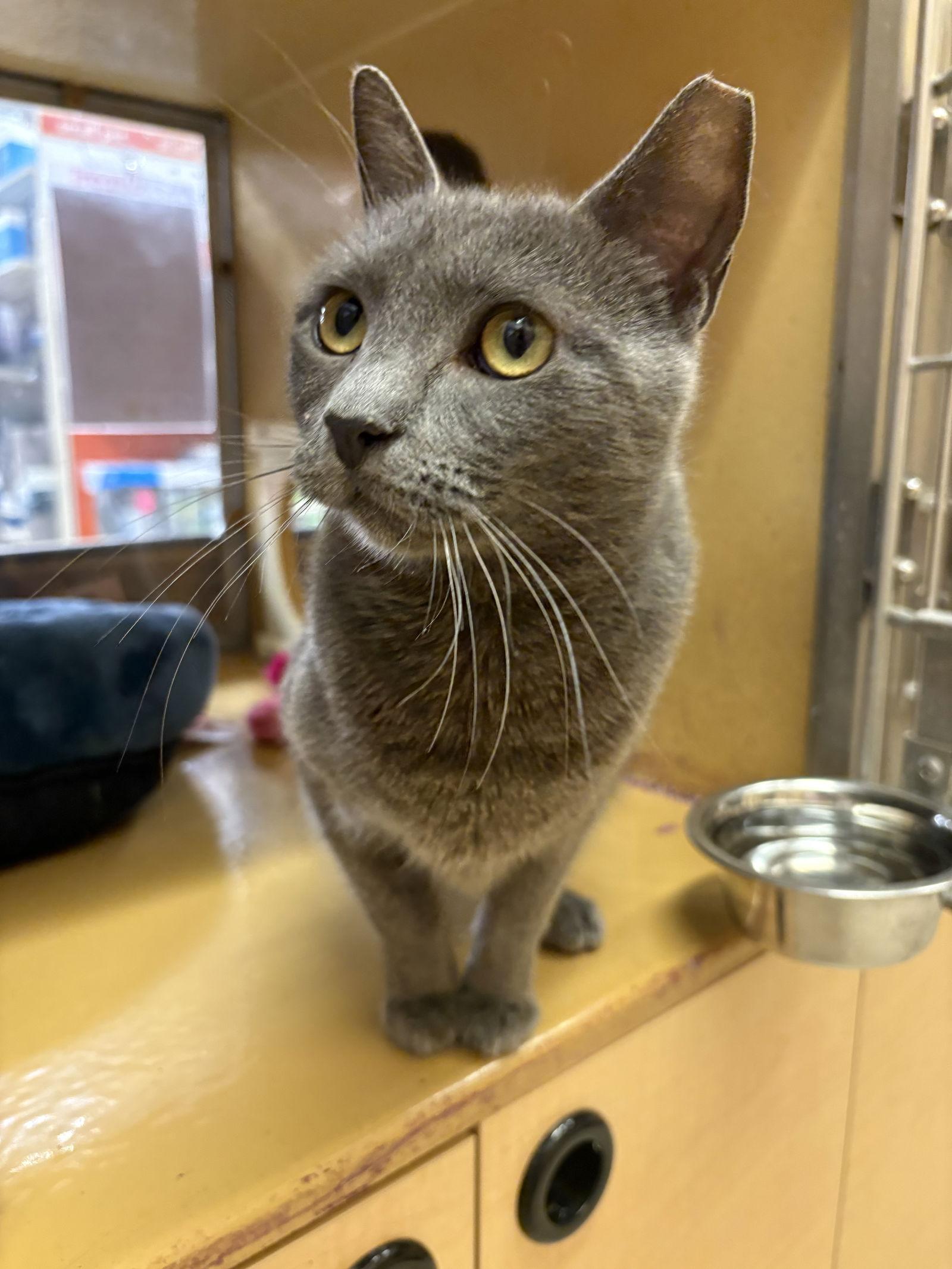 Enlarge Lexi, a Adoptable Domestic Short Hair in Yardley, PA image 1/3