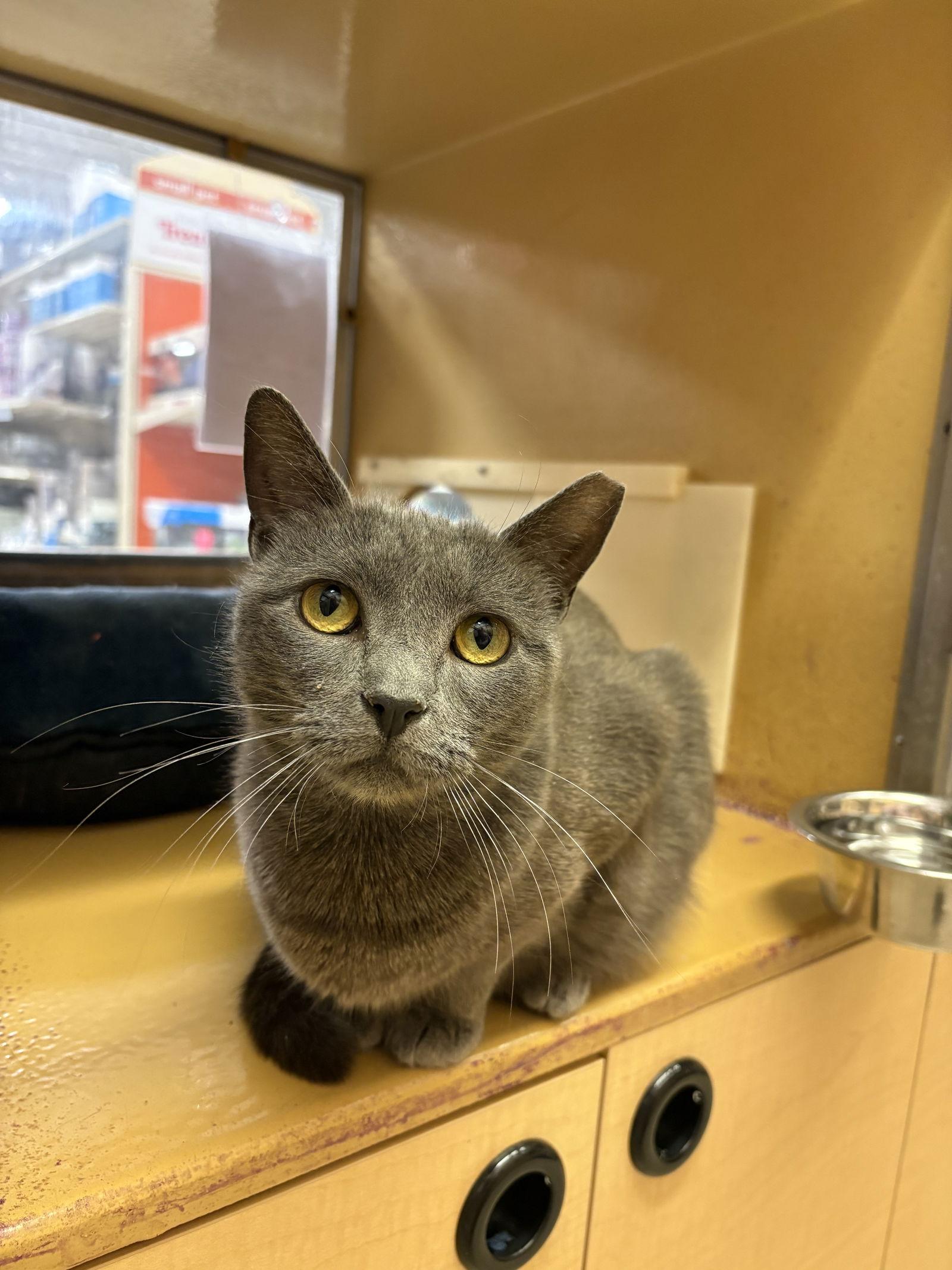 Enlarge Lexi, a Adoptable Domestic Short Hair in Yardley, PA image 3/3