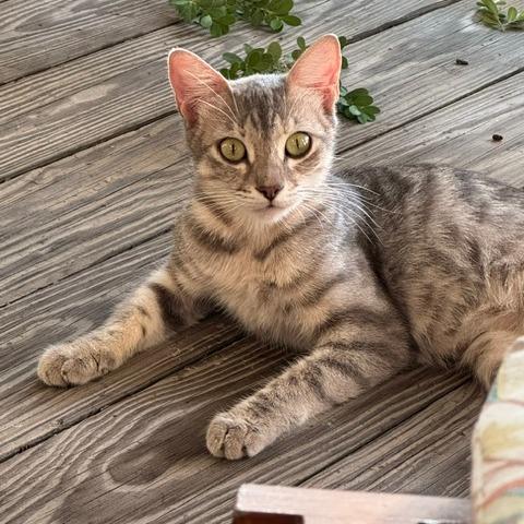 Ghost, a Adoptable Domestic Short Hair in San Antonio, TX image 1/6