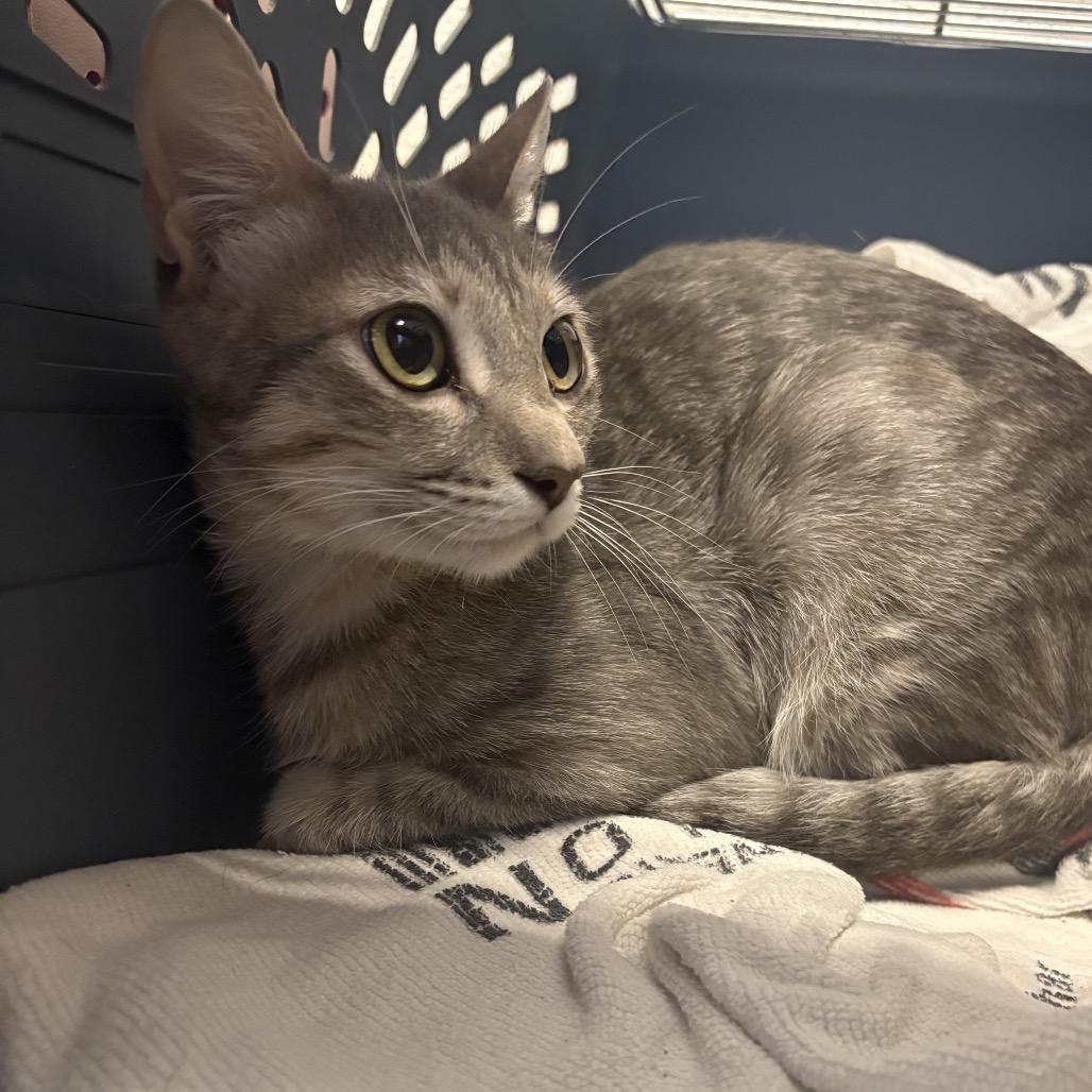 Ghost, a Adoptable Domestic Short Hair in San Antonio, TX image 2/6