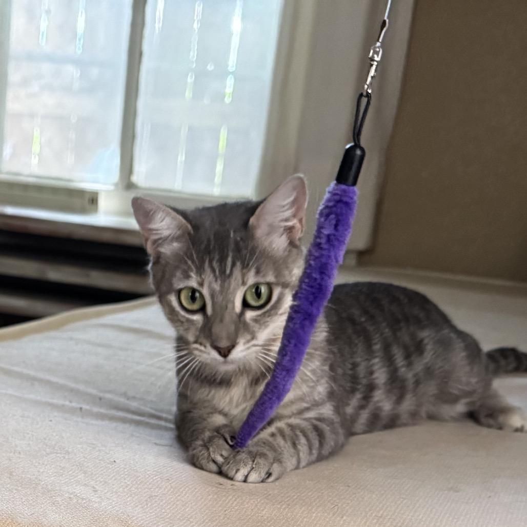 Enlarge Ghost, a Adoptable Domestic Short Hair in San Antonio, TX image 2/4