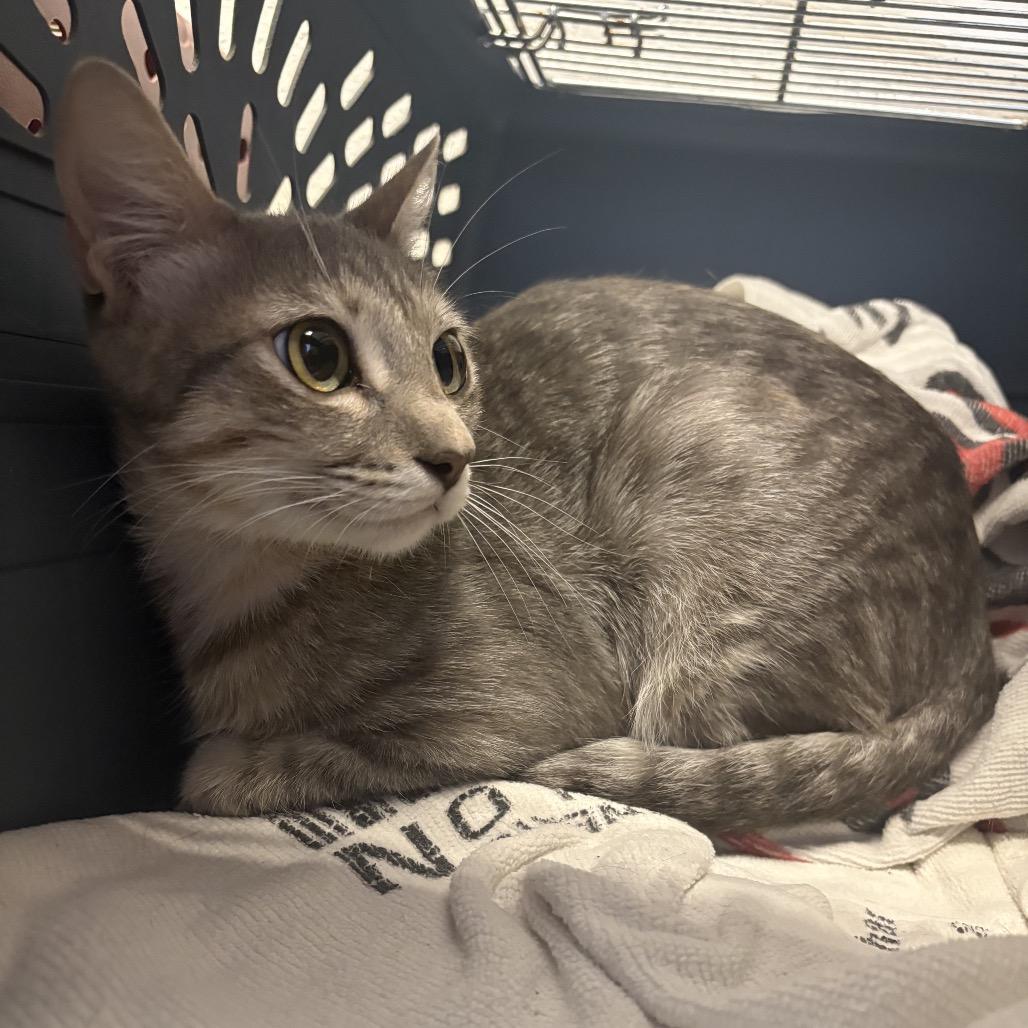 Ghost, a Adoptable Domestic Short Hair in San Antonio, TX image 3/6