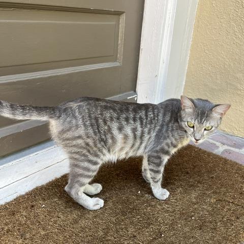 Ghost, a Adoptable Domestic Short Hair in San Antonio, TX image 4/6