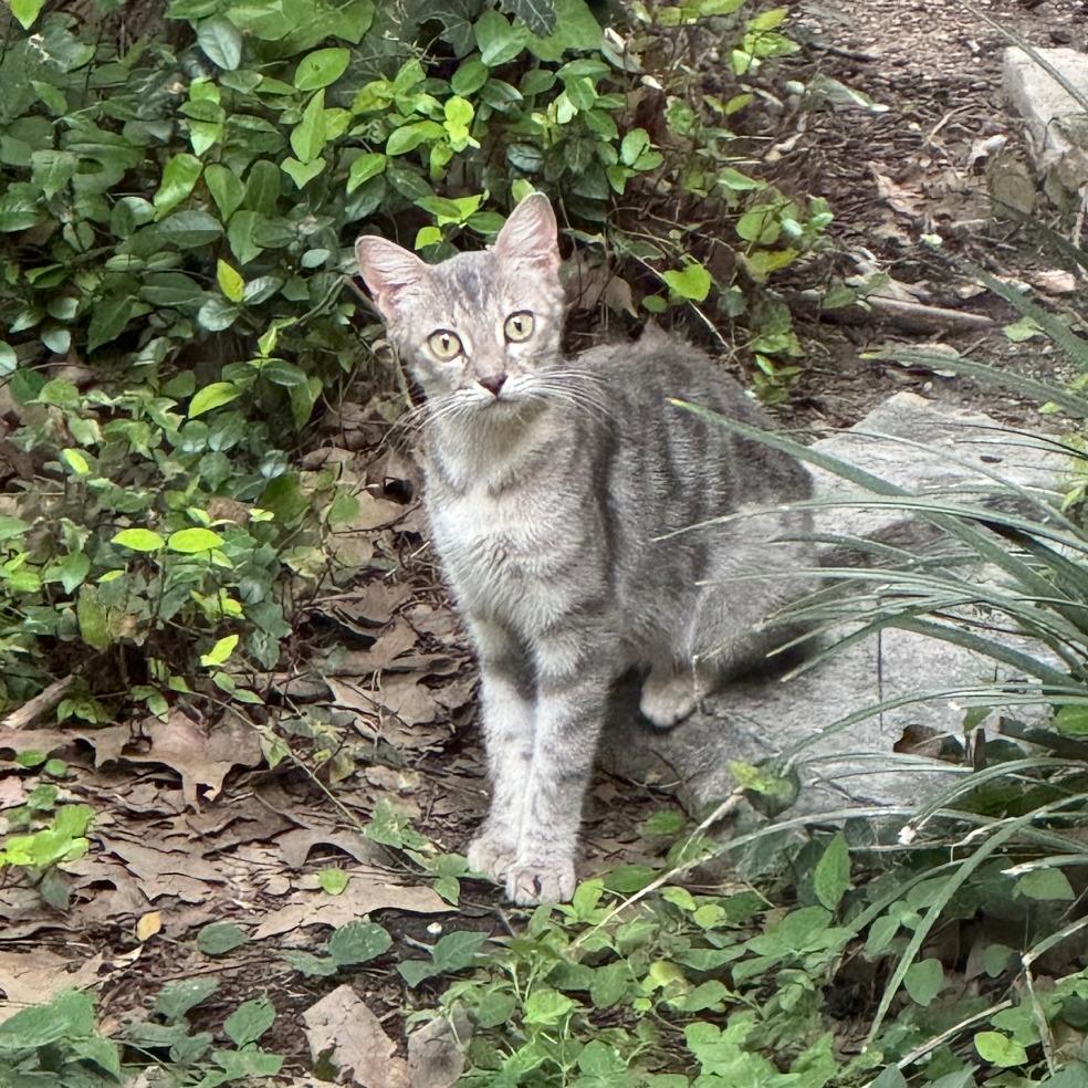 Ghost, a Adoptable Domestic Short Hair in San Antonio, TX image 5/6