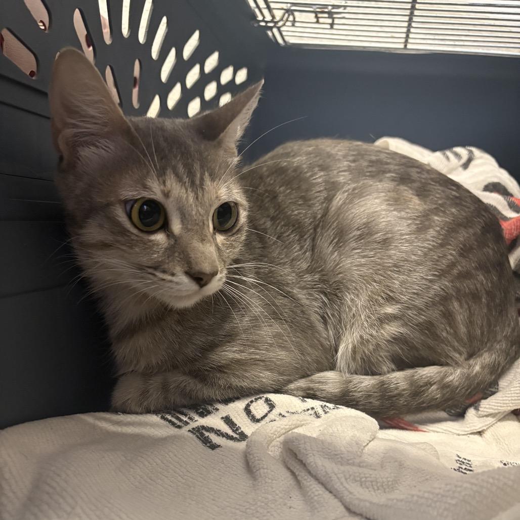 Ghost, a Adoptable Domestic Short Hair in San Antonio, TX image 6/6