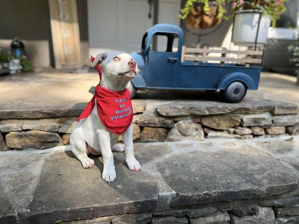 Kira, Adopted, Puppy Female Labrador Retriever & Husky.