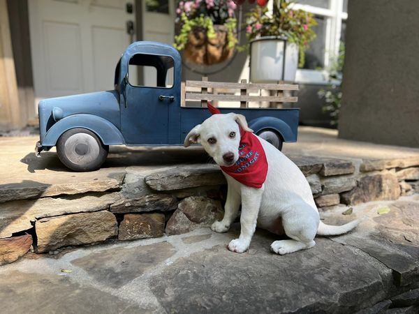 Kira, a Adopted mixed breed in Cullman, AL image 2/8