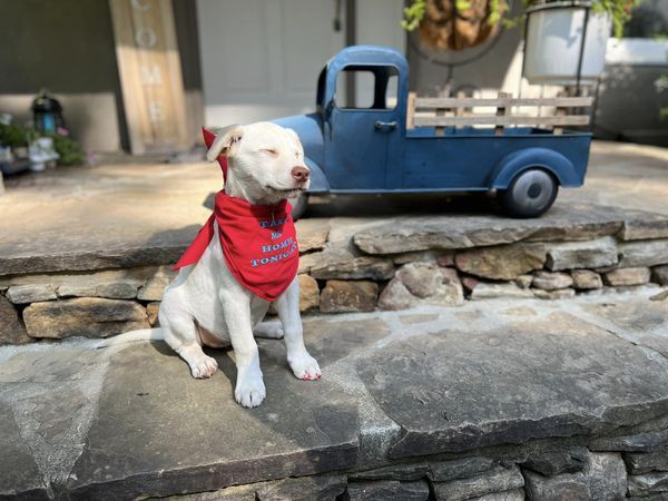 Kira, a Adopted mixed breed in Cullman, AL image 3/8