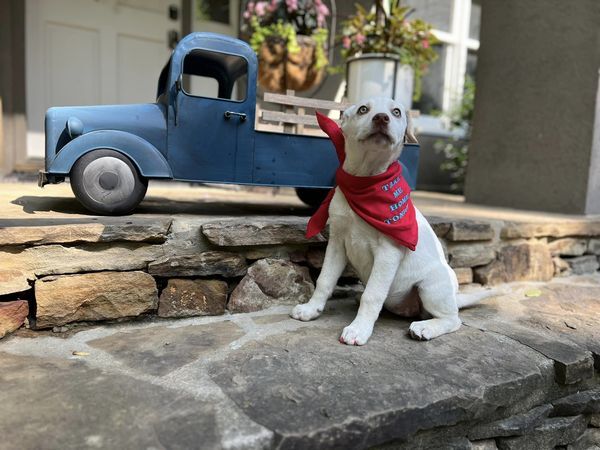 Kira, a Adopted mixed breed in Cullman, AL image 4/8