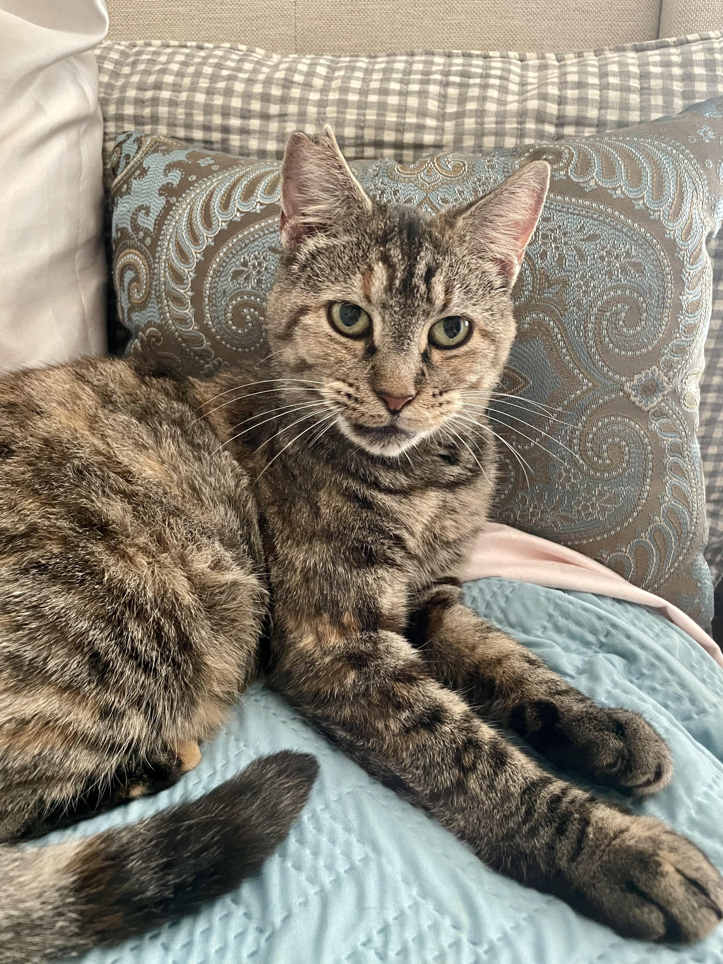 Emily, Adoptable, Adult Female Tabby.