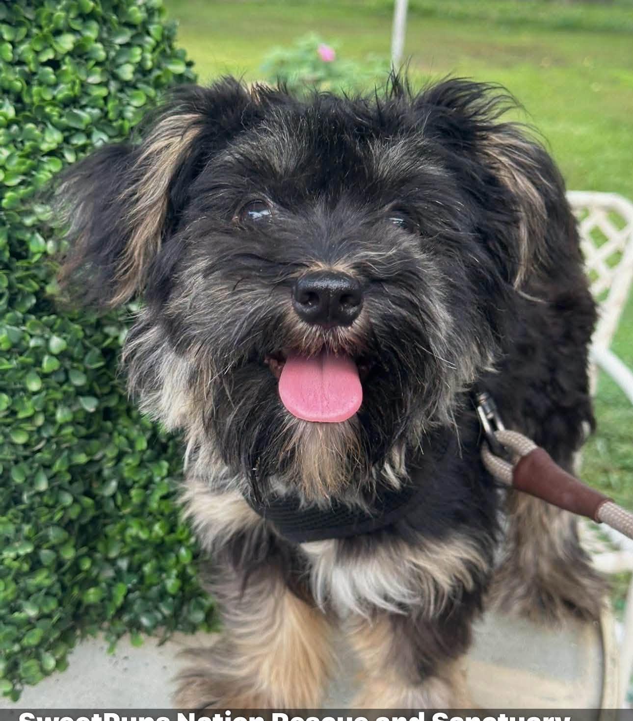 Enlarge Rudy, an adopted mixed breed in Brookfield, WI image 1/1