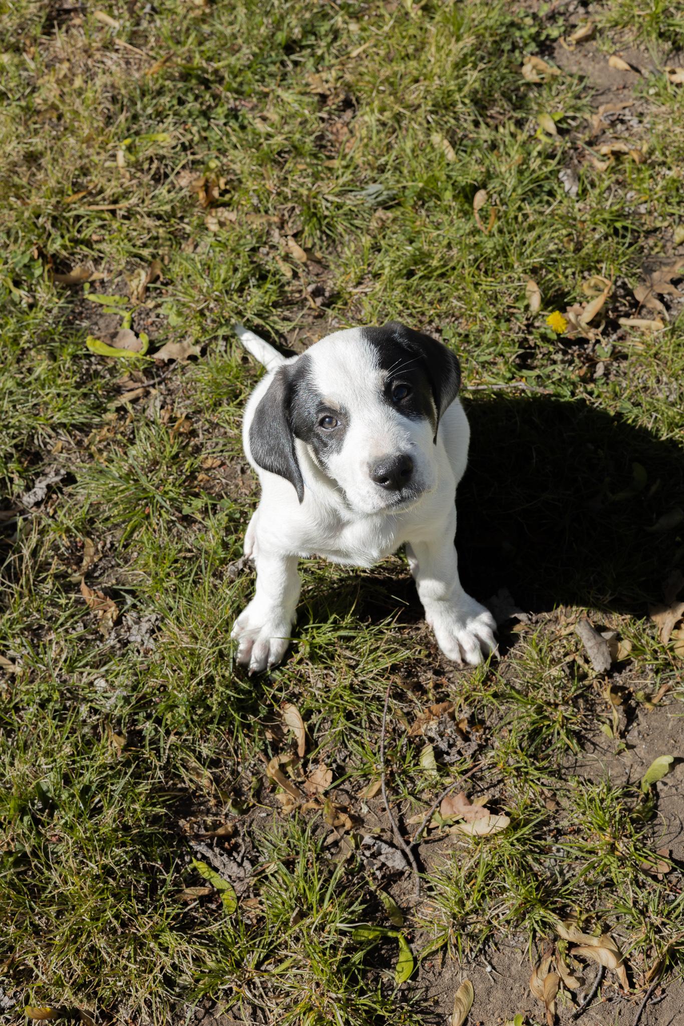 Bluey, a Adoptable mixed breed in TULSA, OK image 1/2