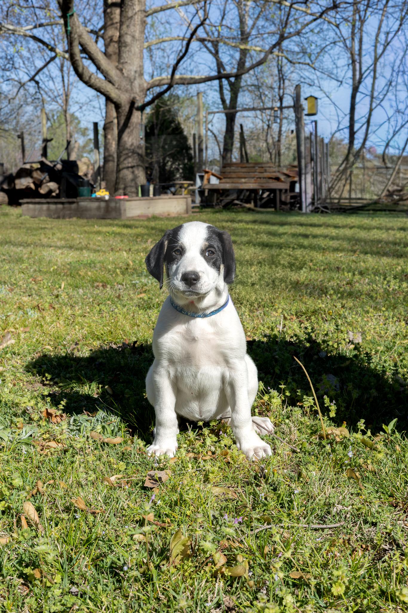 Bluey, a Adoptable mixed breed in TULSA, OK image 2/2
