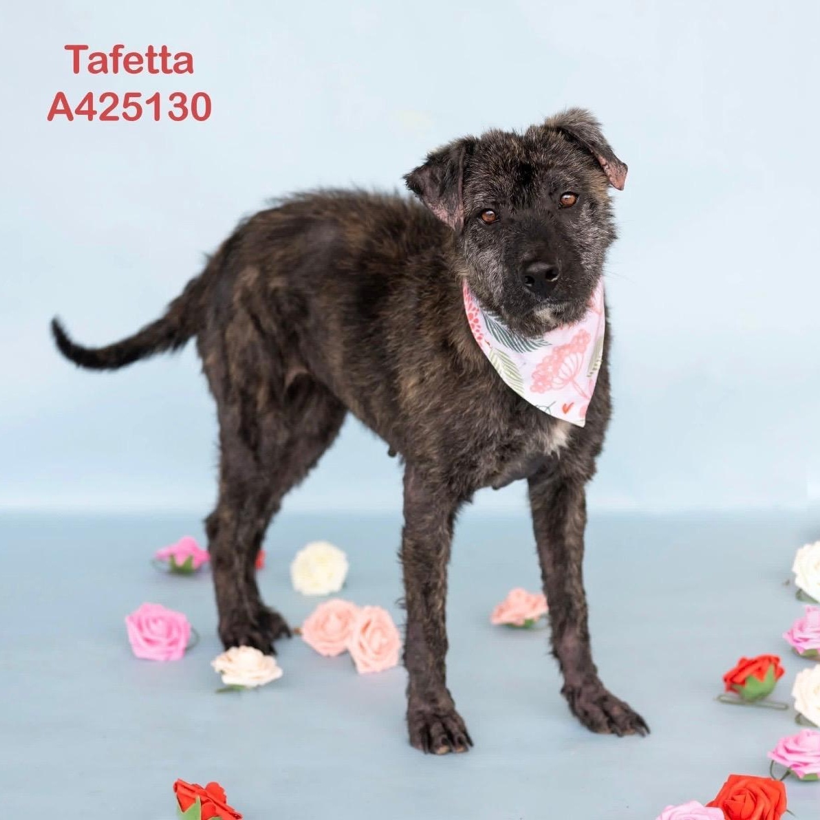 Enlarge Taffy - Snuggly, Loving, Good with Dogs and Children, a Adoptable mixed breed in Albany, NY image 2/6