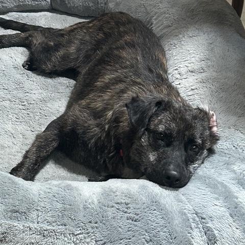 Enlarge Taffy - Snuggly, Loving, Good with Dogs and Children, a Adoptable mixed breed in Albany, NY image 3/6