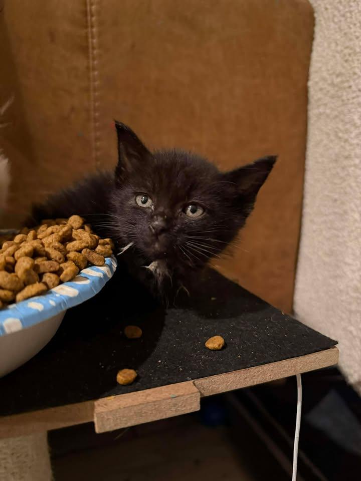 Zeus, ADOPTABLE, Kitten Male Domestic Short Hair.