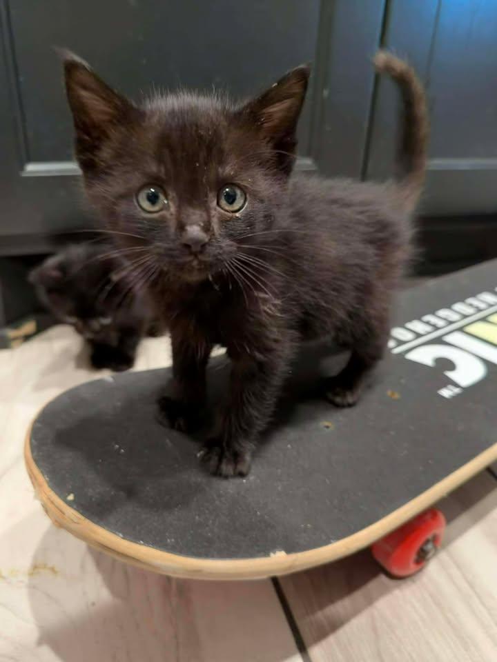 Zeus, a ADOPTABLE Domestic Short Hair in Edmond, OK image 2/5