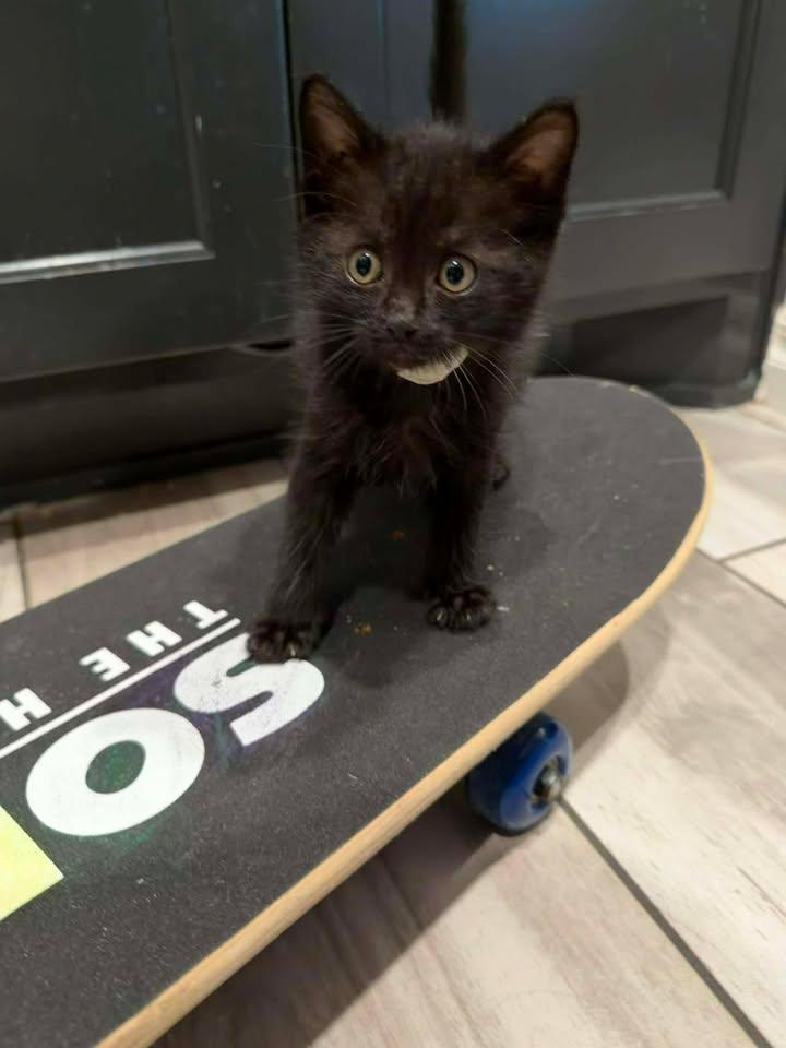 Zeus, a ADOPTABLE Domestic Short Hair in Edmond, OK image 3/5