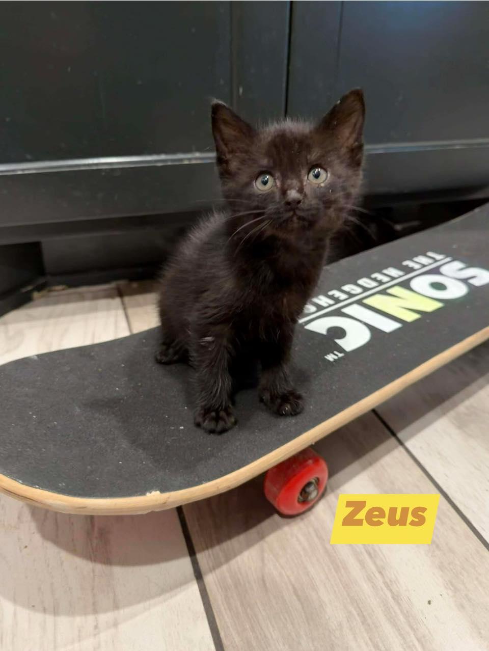Zeus, a ADOPTABLE Domestic Short Hair in Edmond, OK image 4/5