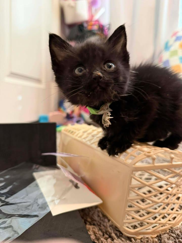 Zeus, a ADOPTABLE Domestic Short Hair in Edmond, OK image 5/5