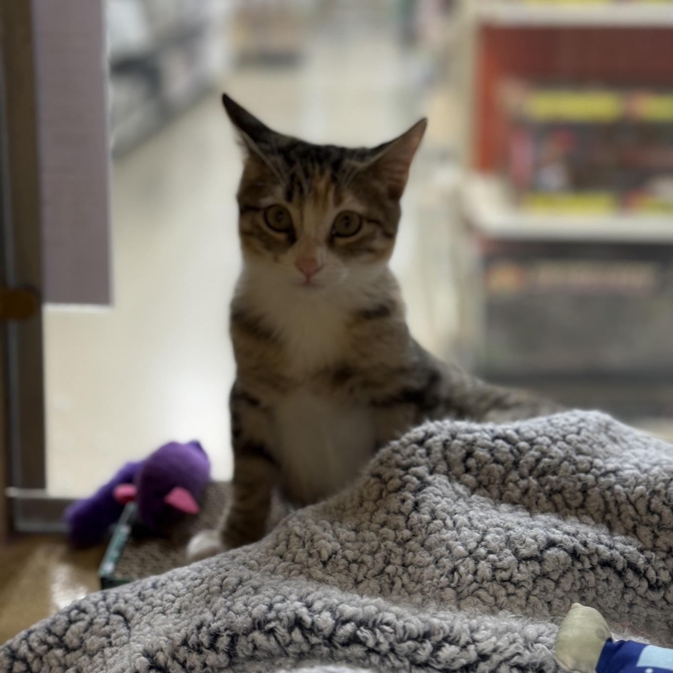 Enlarge Oakley (bonded to Olive), a Adoptable Tabby in Austin, TX image 4/4