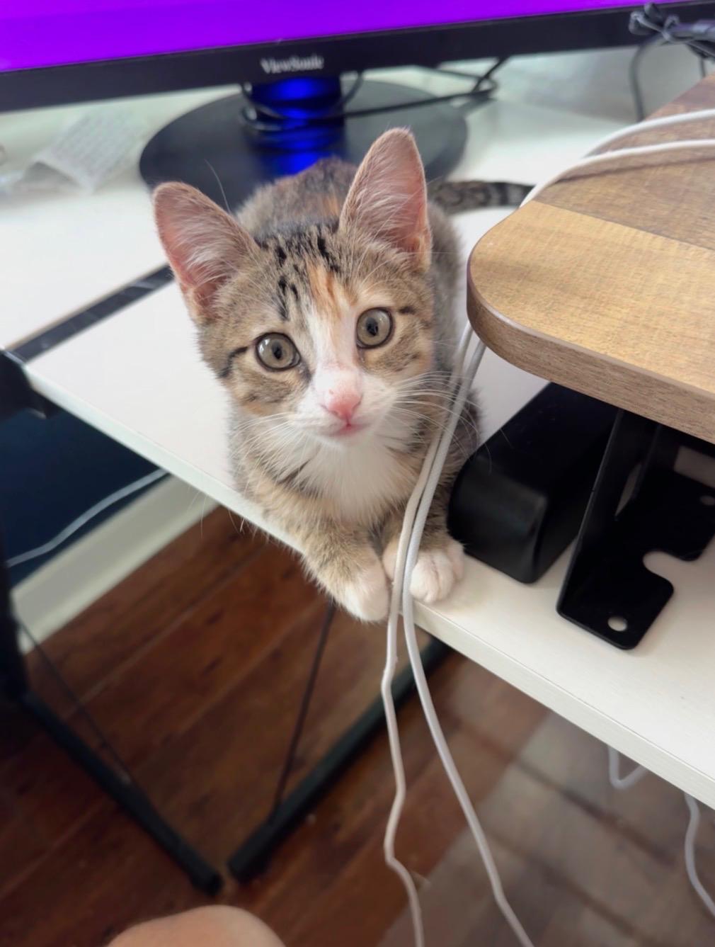 Enlarge Oakley (bonded to Olive), a Adoptable Tabby in Austin, TX image 3/4